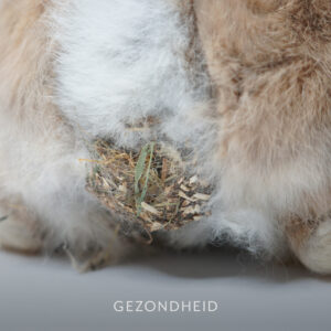 Plakpoep bij konijnen